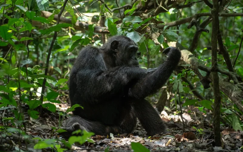 Uganda Chimpanzee Safaris