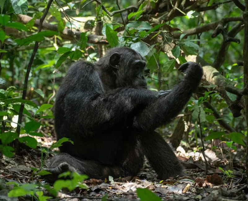 5 Days Uganda Primate Habituation Safari