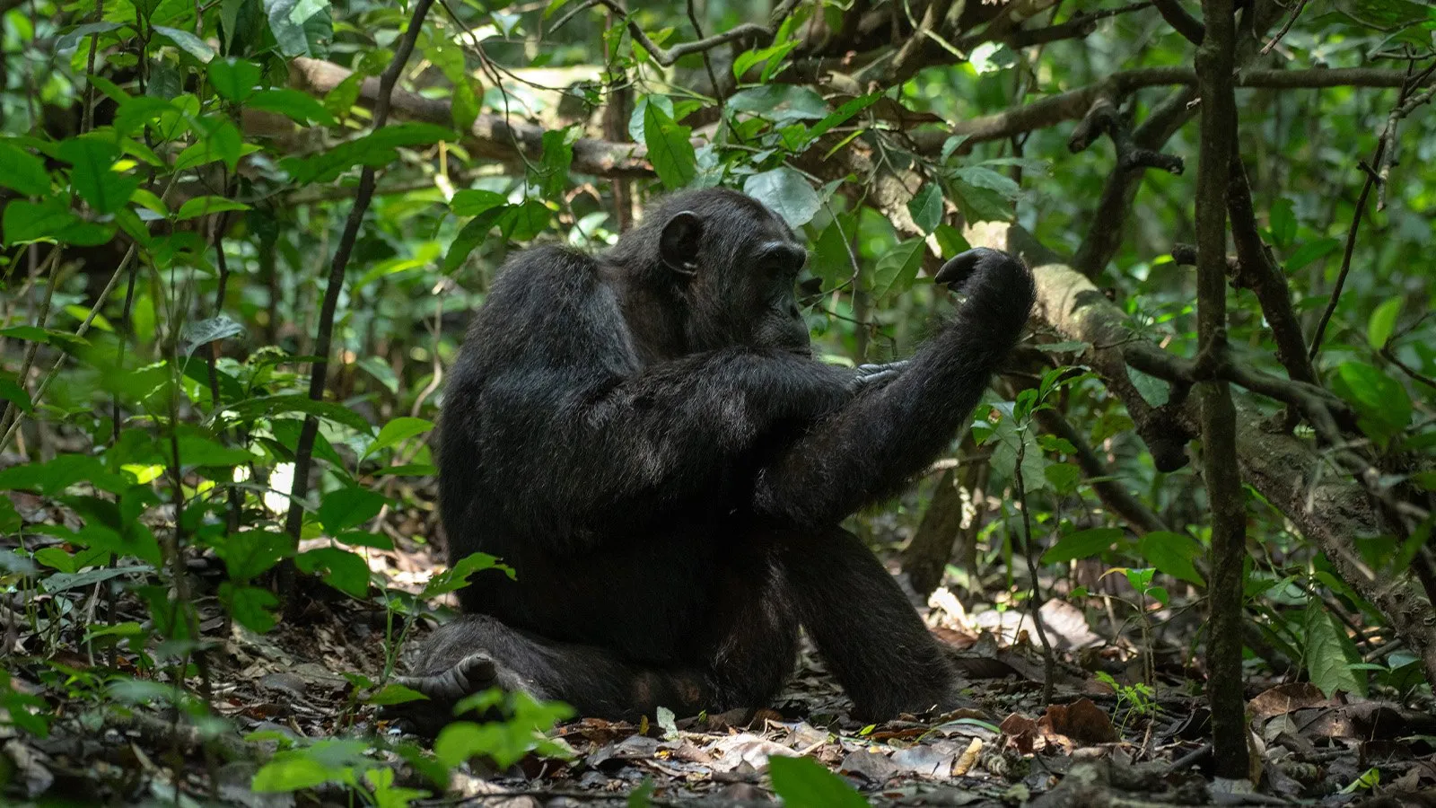 Uganda Chimpanzee Safaris