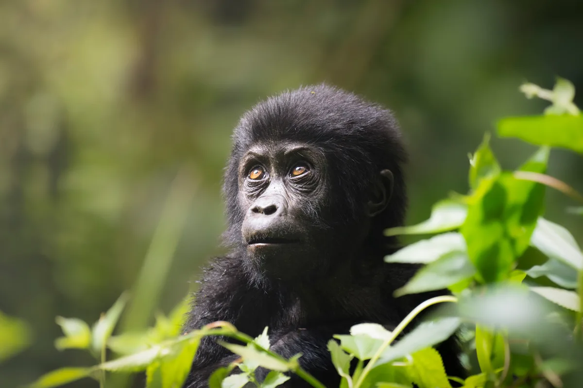 Gorilla Baby Bwindi Nkuringo