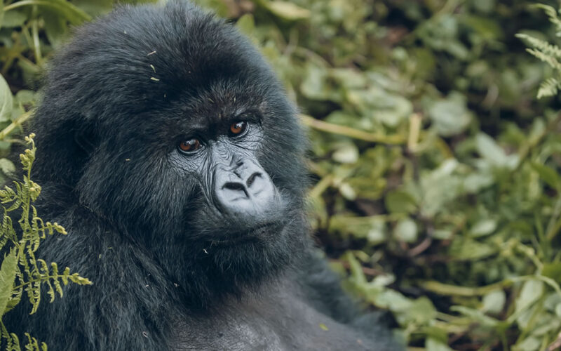 5 Days Uganda Primate Tracking Safari