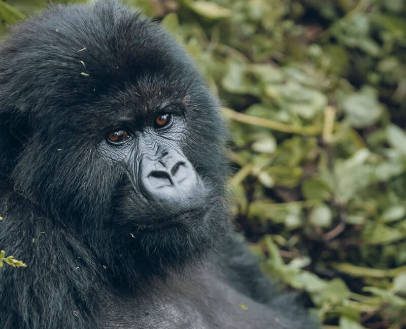 5 Days Uganda Primate Tracking Safari