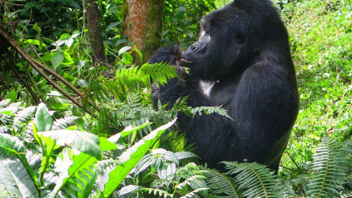 Gorilla Trekking In Bwindi
