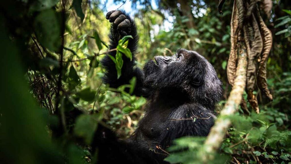 Gorilla Trekking Safaris
