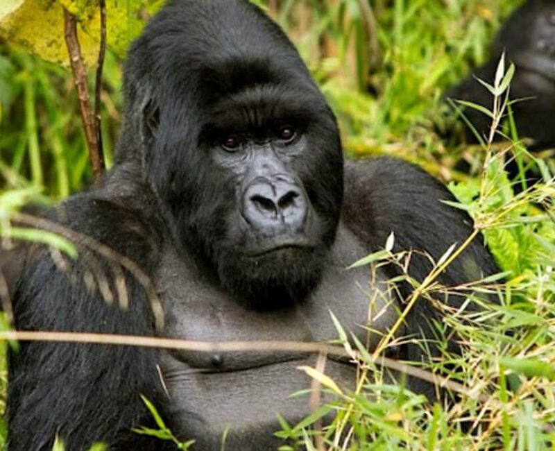 Gorillas Culture Safari