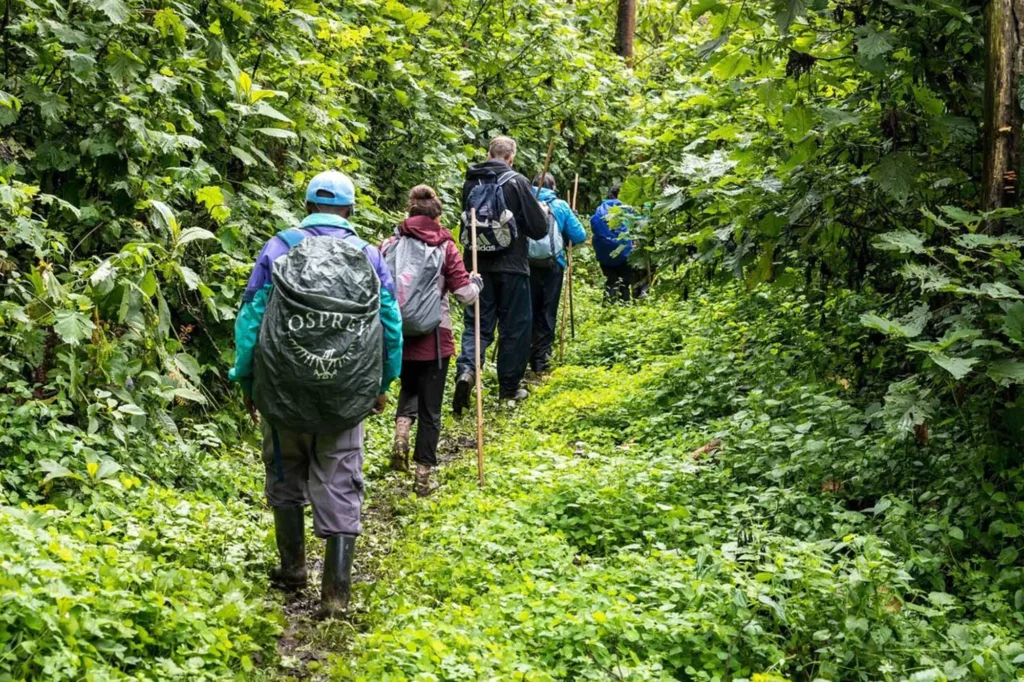 Hiking In Bwindi