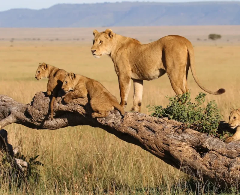 Kenya Wildlife Budget Safari