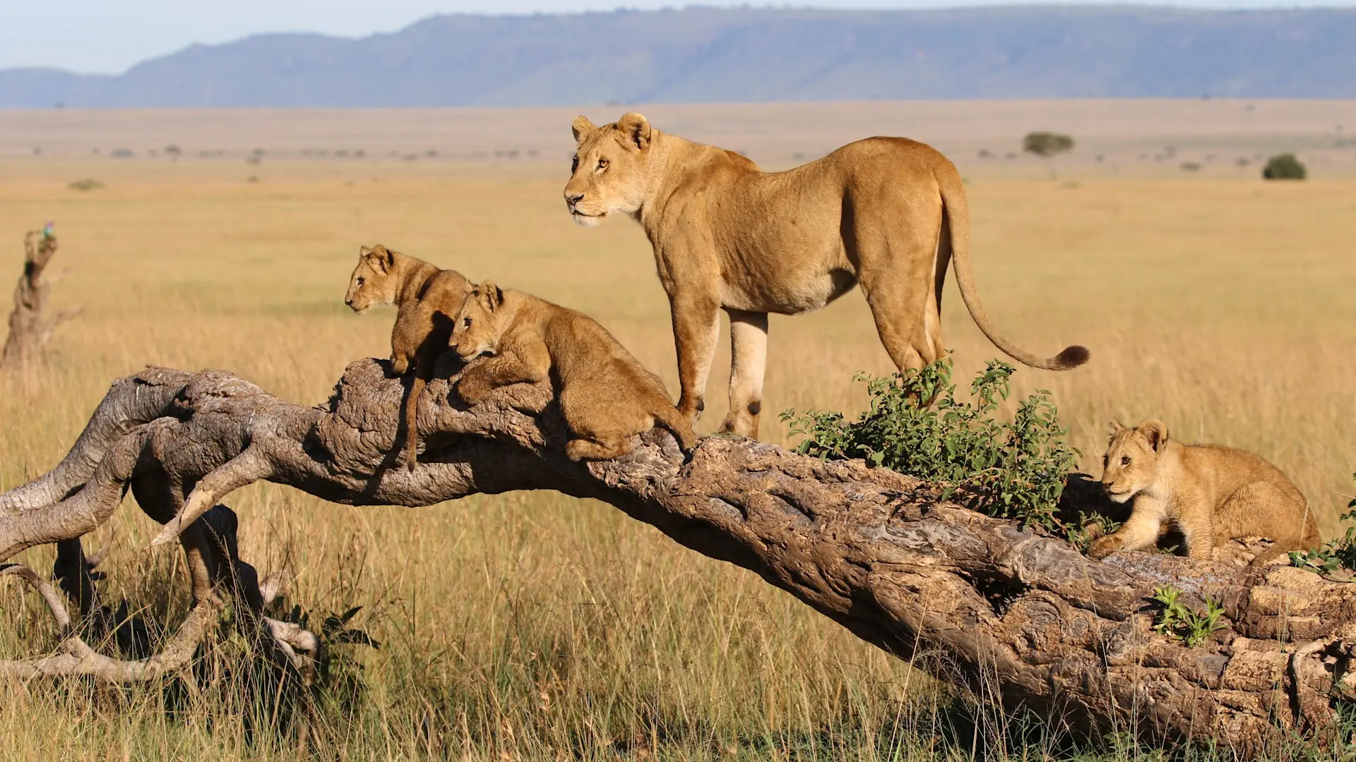 Kenya Wildlife Budget Safari