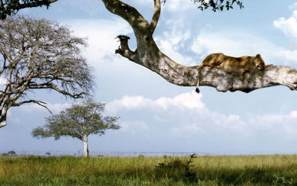 Lion sleeping in a tree in Ishasha Uganda