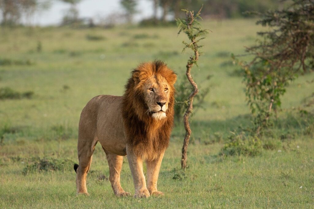 Murchison Falls National Park