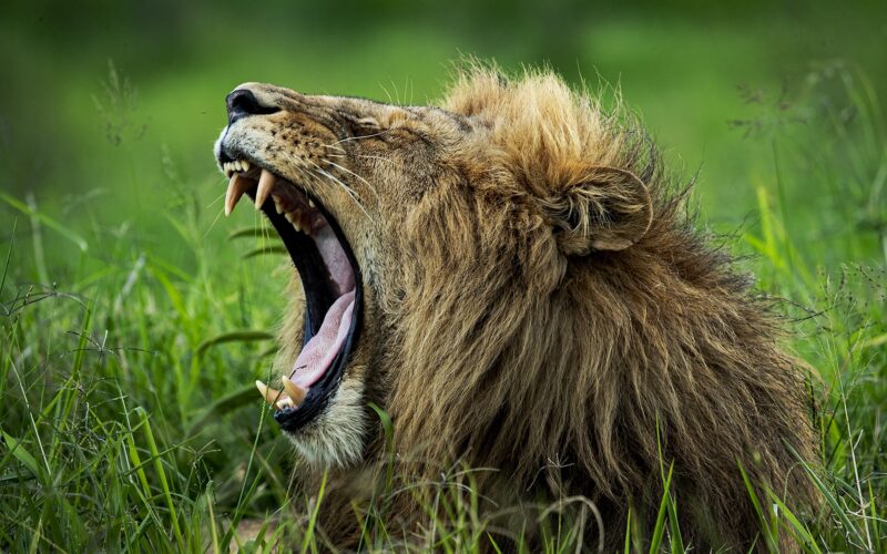 6-Day Roaring Kenya Mid-Range Safari