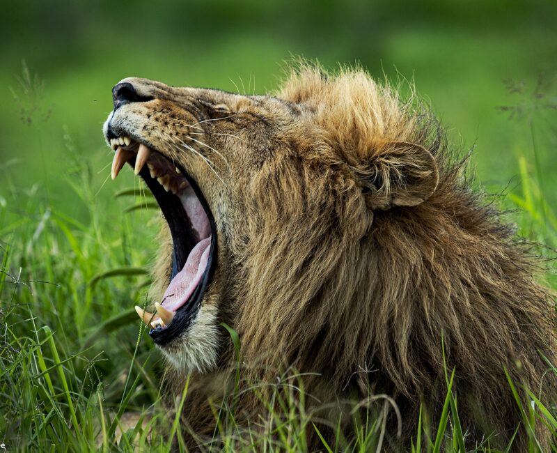 6-Day Roaring Kenya Mid-Range Safari