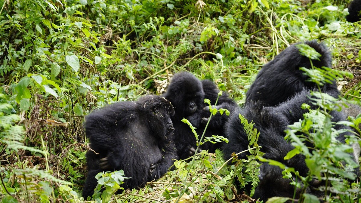 Ruhija Gorilla Trek Bwindi