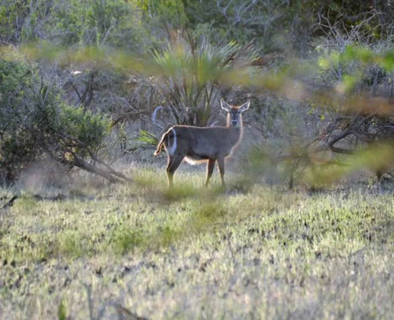 5-Day Ultimate Burundi Safari