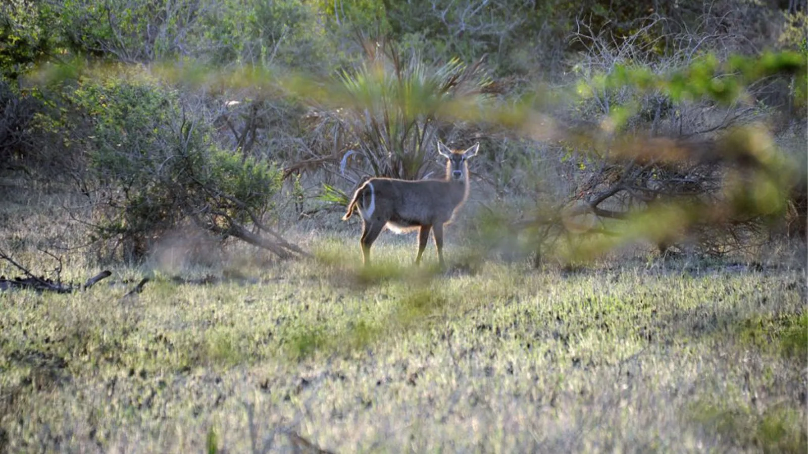 Ruvubu national park wildlife