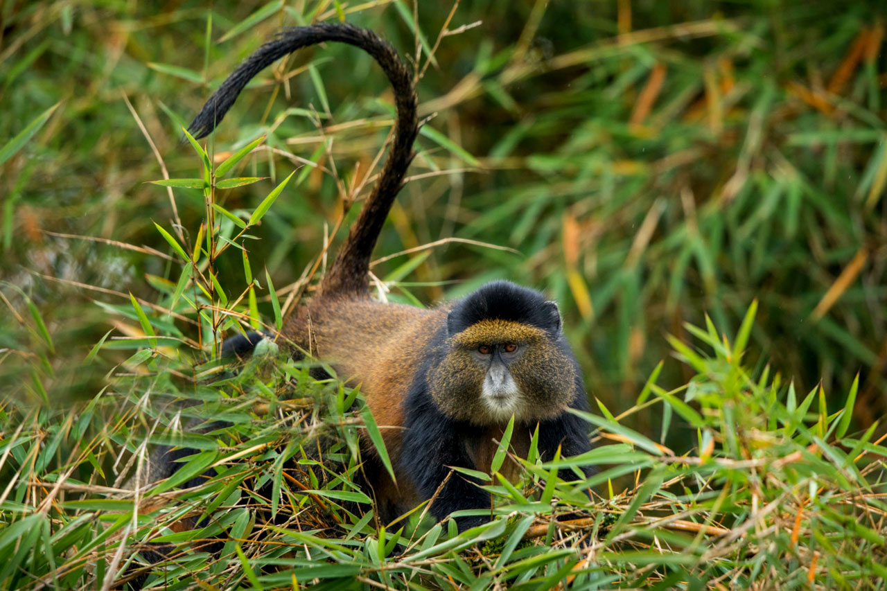 Rwanda Golden Monkey Tracking