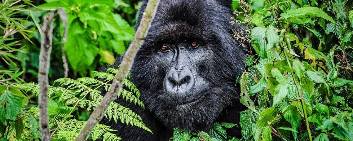 Uganda Gorilla Trekking