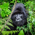 Uganda Gorilla Trekking