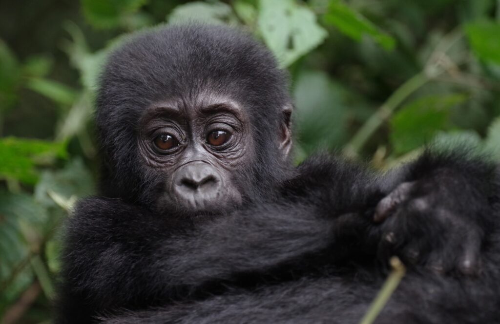 Rwanda Gorilla Trekking