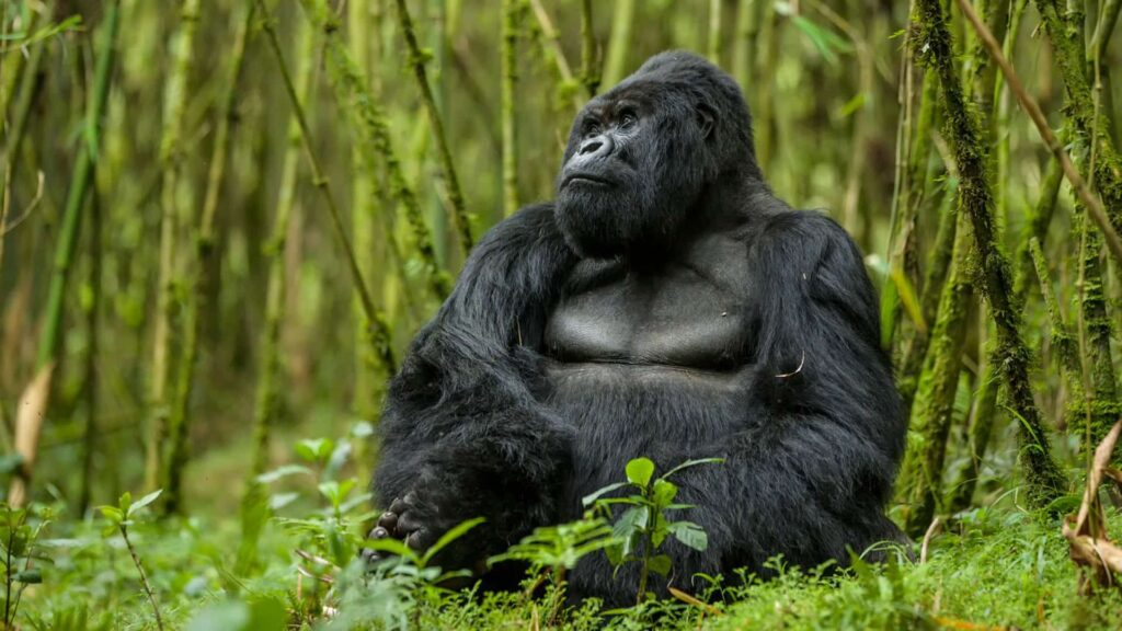 Uganda Gorilla Trekking