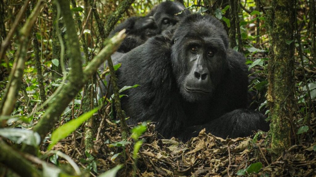 Rwanda Primates Safari