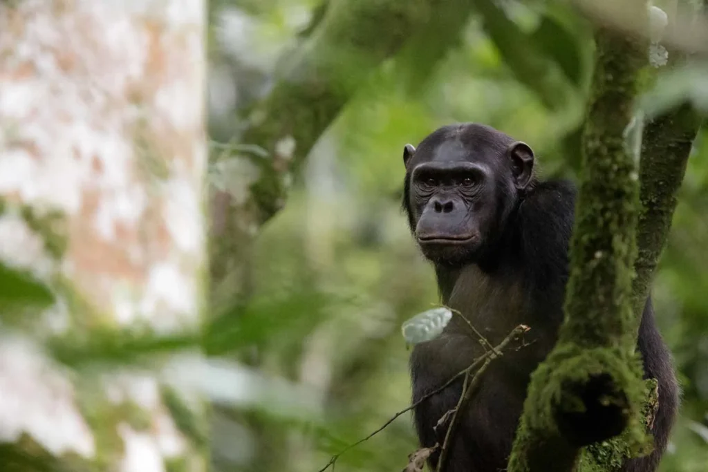 Rwanda Primates Safari
