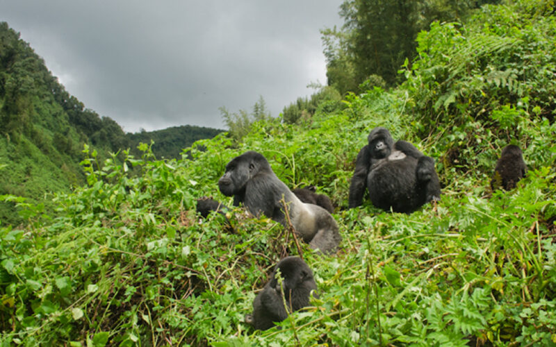 6 Days Rwanda Safari 6 Days Rwanda Safari