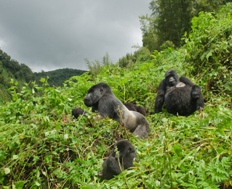 6 Days Rwanda Safari