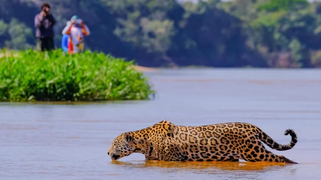 Tanzania Safari Experiences