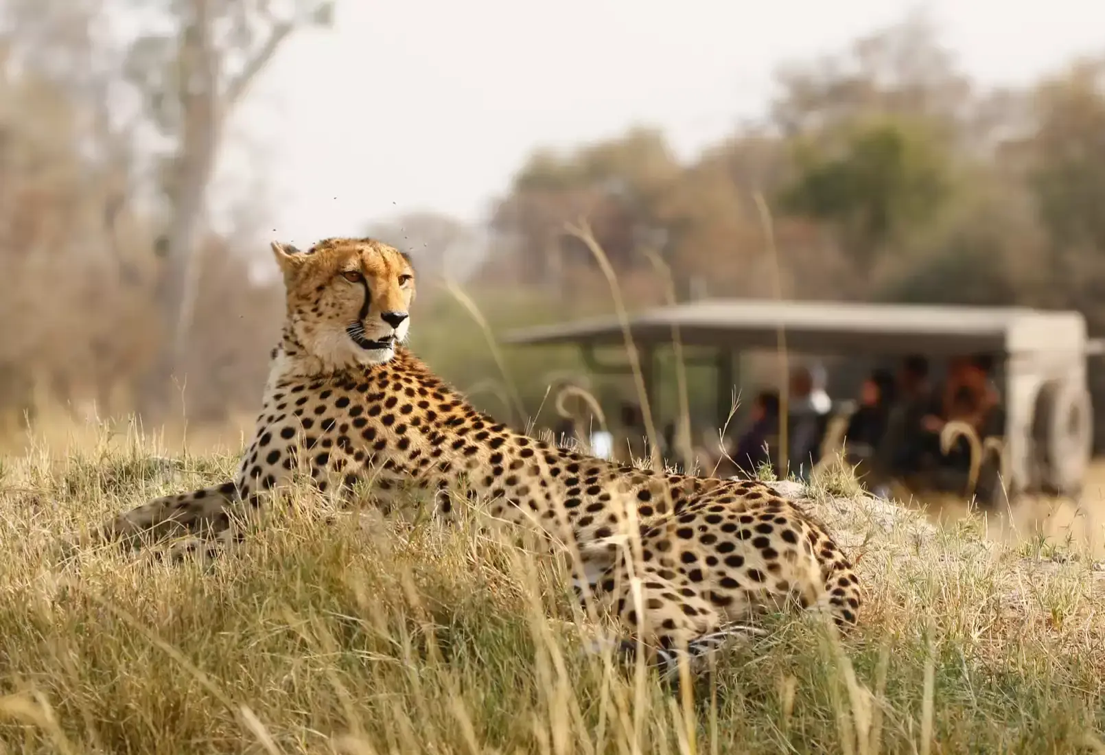 Tanzania Safari Experiences