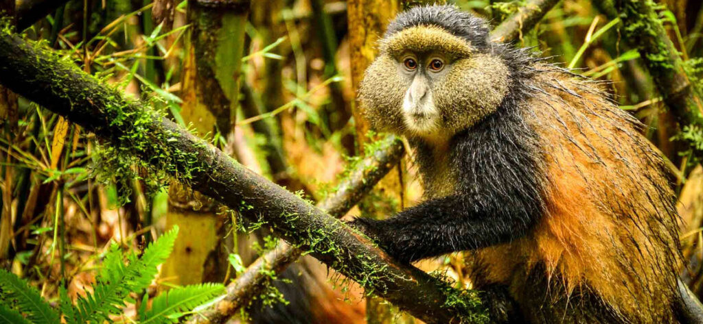 Uganda Golden Monkey Tracking