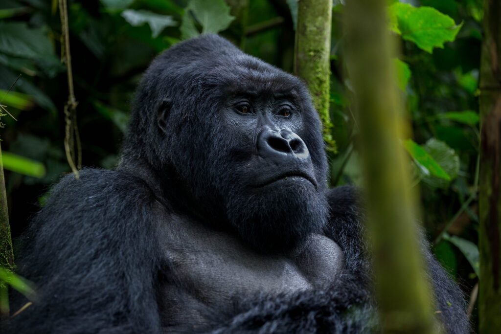 Uganda Gorilla Trekking Tour