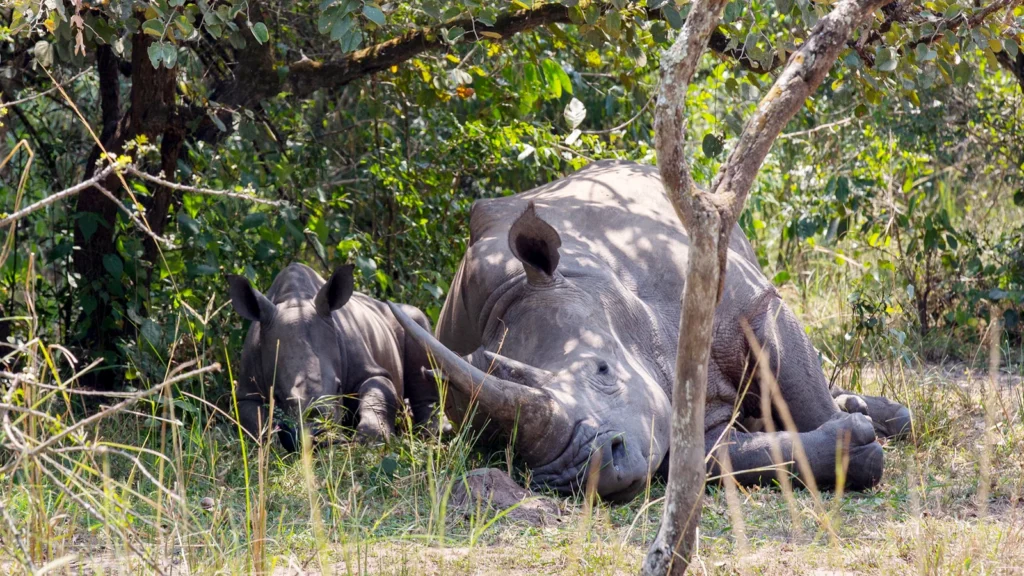 Uganda Highlight Safari Holiday Rhino