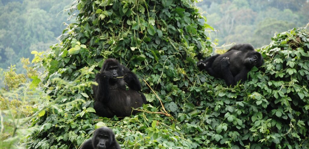 Uganda Mountain Gorillas
