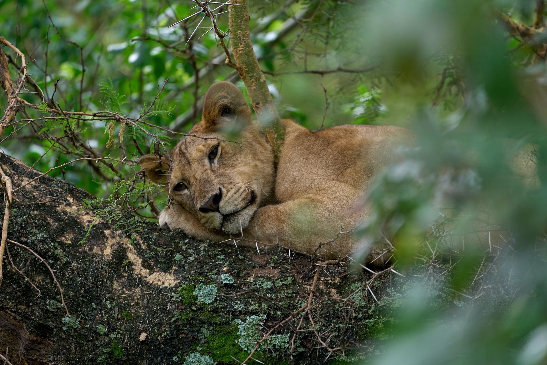 Uganda Safaris