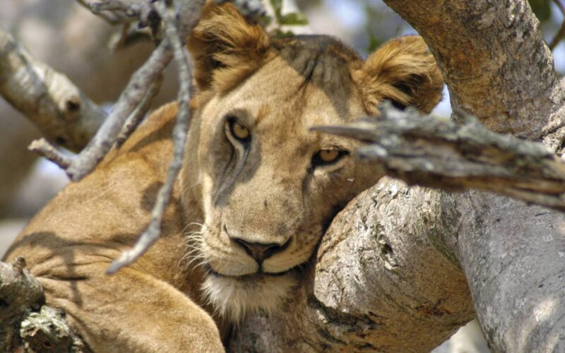 5 Days Uganda Classic Safaris Tour