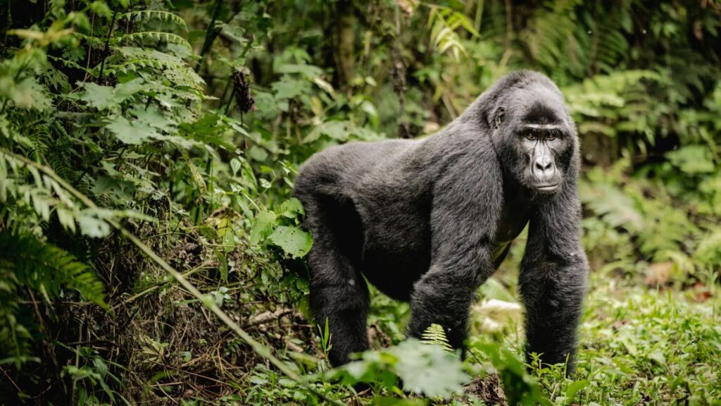 Uganda Wildlife Safari