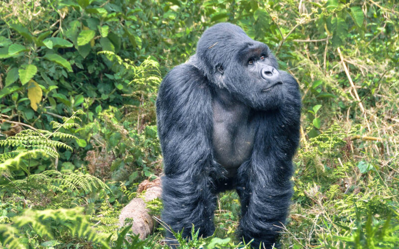 5-Day Rwanda Gorilla Trekking & Lake Kivu Tour 5-Day Rwanda Gorilla Trekking & Lake Kivu Tour