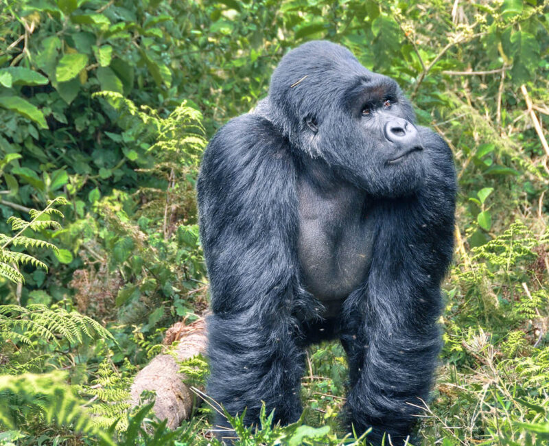 5-Day Rwanda Gorilla Trekking & Lake Kivu Tour
