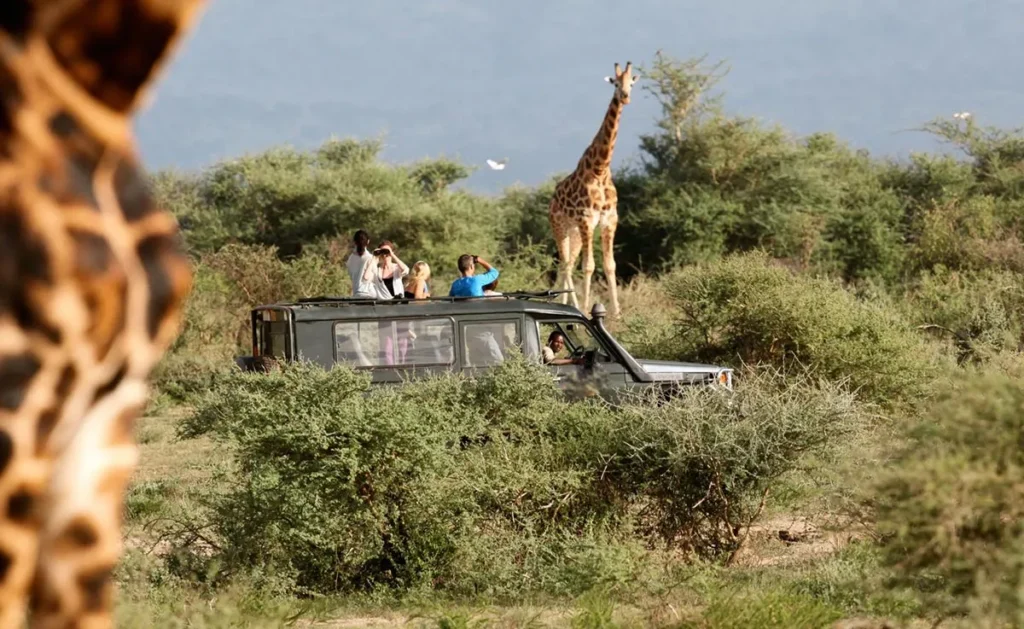Wildlife Game Viewing Safaris