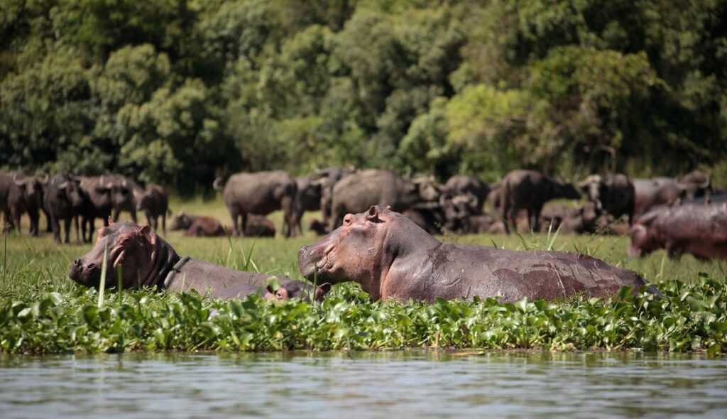 Wildlife in Murchison Falls