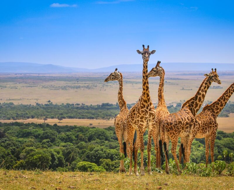 6-Day Magnificent Best of Kenya Safari