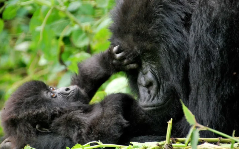 3-Day Rwanda Gorilla Trekking & Golden Monkeys Tour 3-Day Rwanda Gorilla Trekking & Golden Monkeys Tour