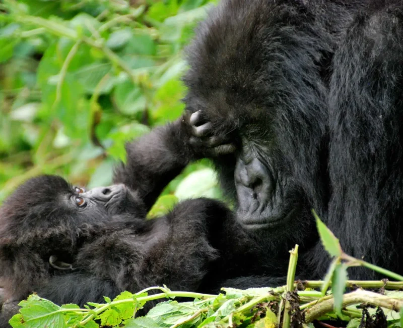 3-Day Rwanda Gorilla Trekking & Golden Monkeys Tour