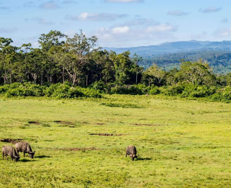 Aberdare National Park