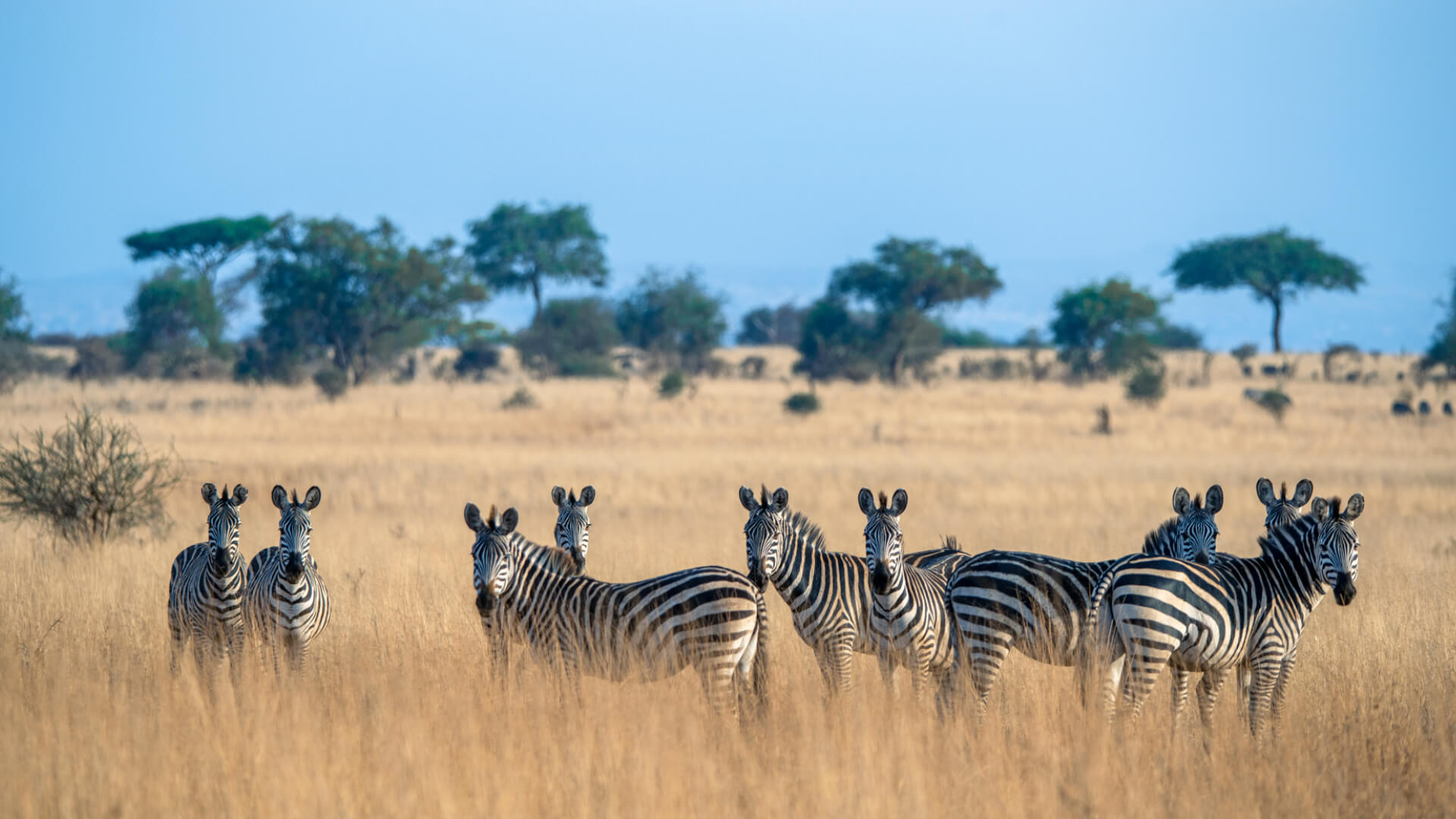Tarangire
