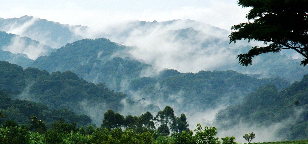 Bwindi Impenetrable Forest National Park