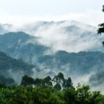 Bwindi Impenetrable Forest National Park
