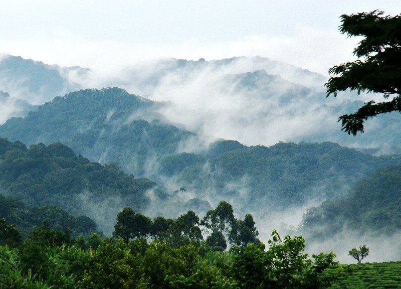 Bwindi Impenetrable Forest National Park