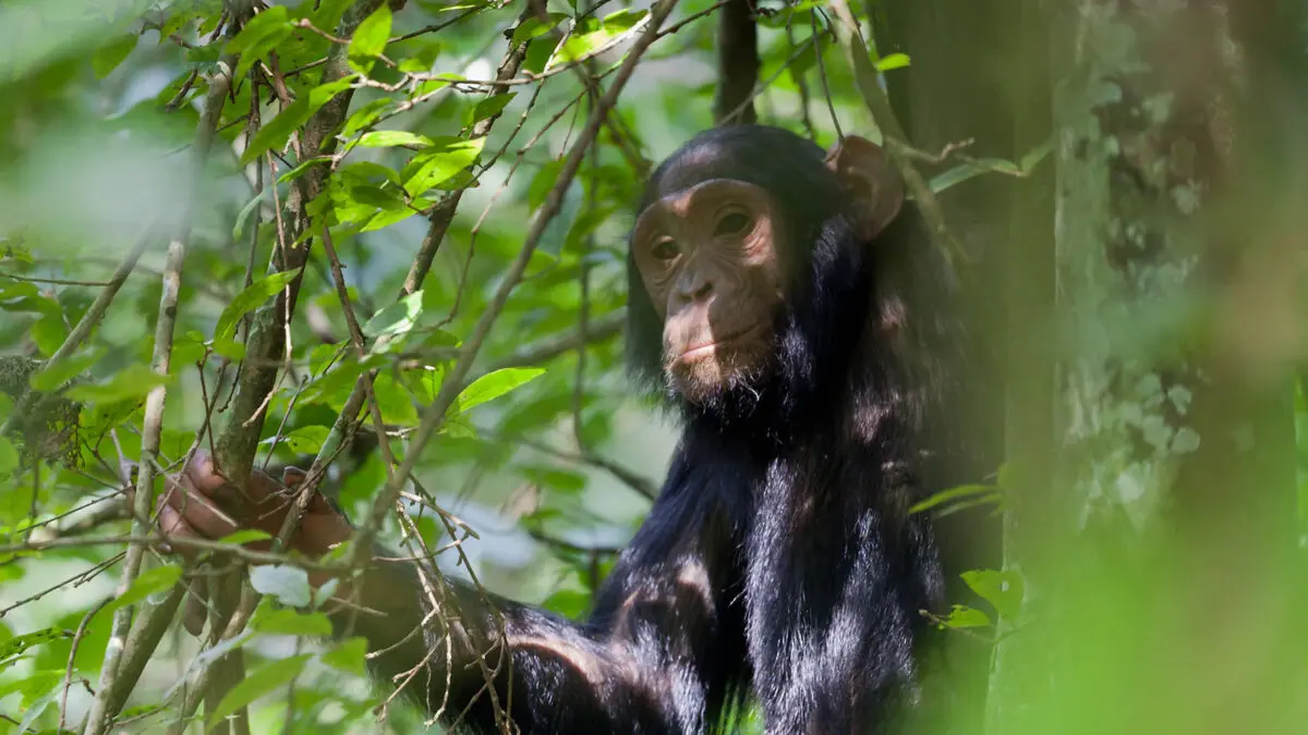 Chimpanzee In Kibale